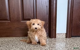Maltipoo dogs for sale: Frankie - Image 15