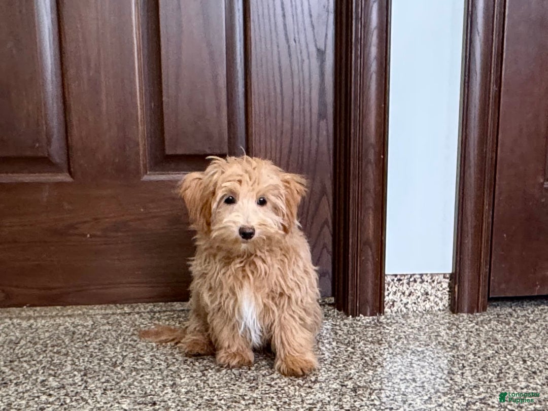 Maltipoo dogs for sale: Frankie - Image 15