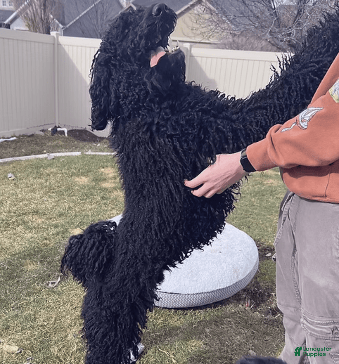 Bernedoodle dogs for sale: Candy - Image 3