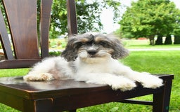 Cavapoo dogs for sale: Winston - Image 2