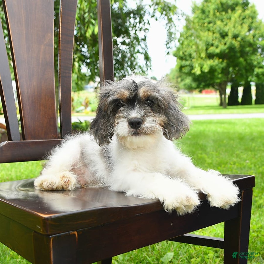 Cavapoo dogs for sale: Winston - Image 2