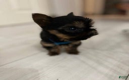 Yorkshire Terrier dogs for sale: Bella - Image 3