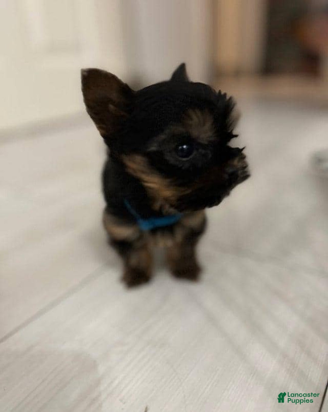 Yorkshire Terrier dogs for sale: Bella - Image 3