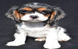Cockalier dogs for sale: Violet - Image 3