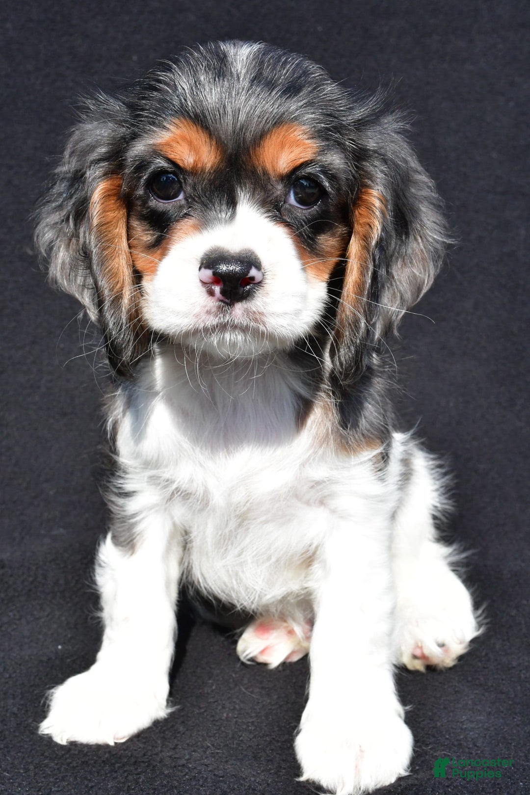 Cockalier dogs for sale: Violet - Image 3