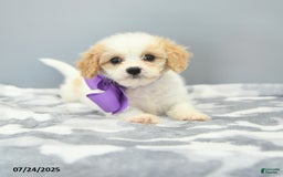 Cavapoo dogs for sale: Sugar - Image 2