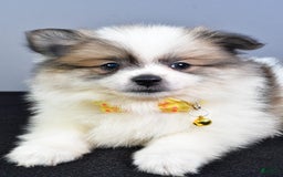 Pomeranian dogs for sale: Pomeranian 5 puppies - Image 29