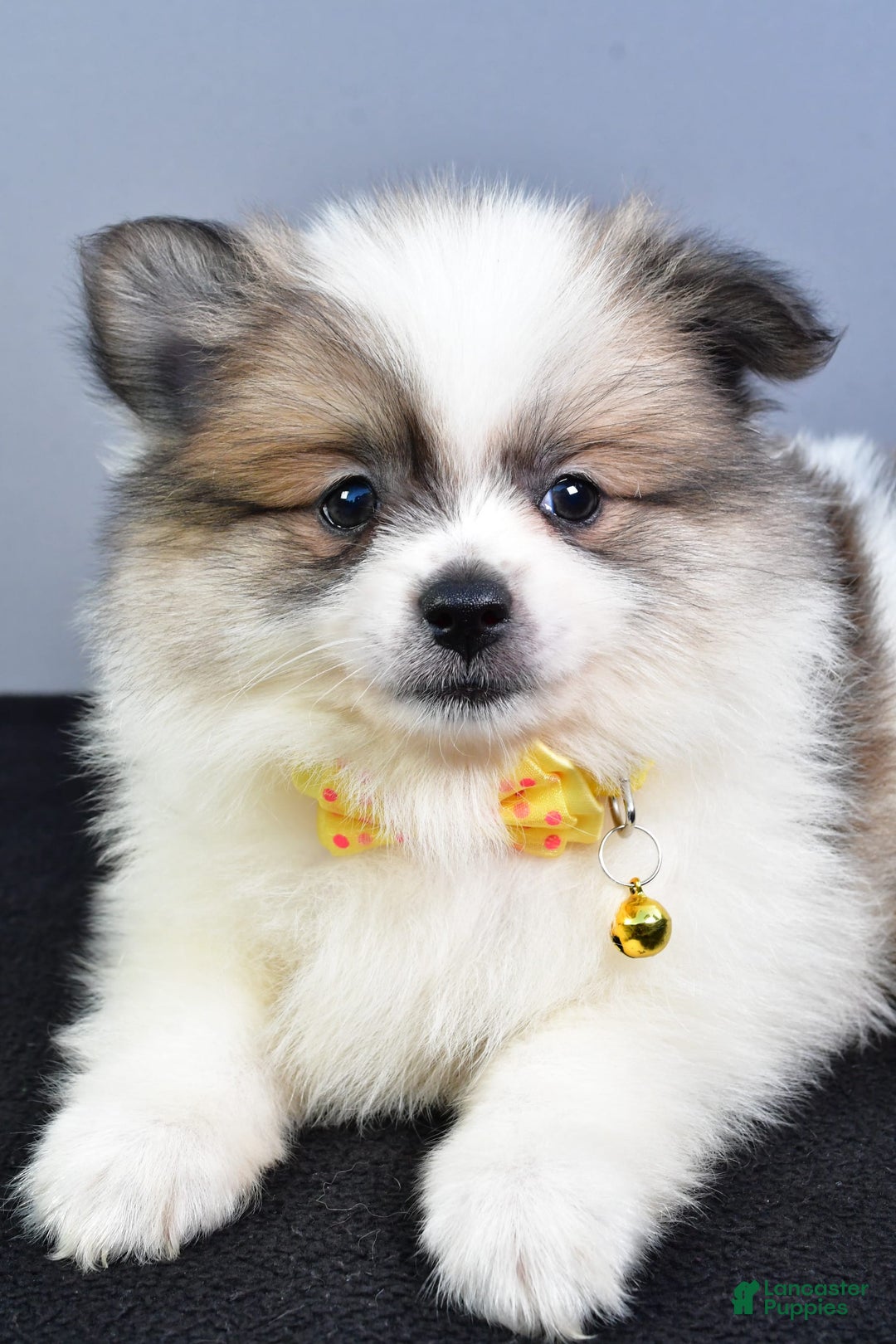 Pomeranian dogs for sale: Pomeranian 5 puppies - Image 29