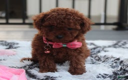 Toy Poodle dogs for sale: Honey - Image 3