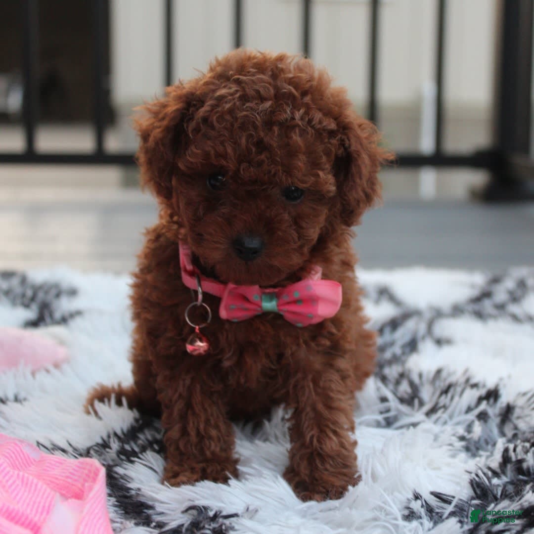 Toy Poodle dogs for sale: Honey - Image 3