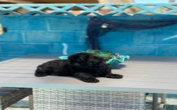 Shih Tzu dogs for sale: Sasha - Image 2