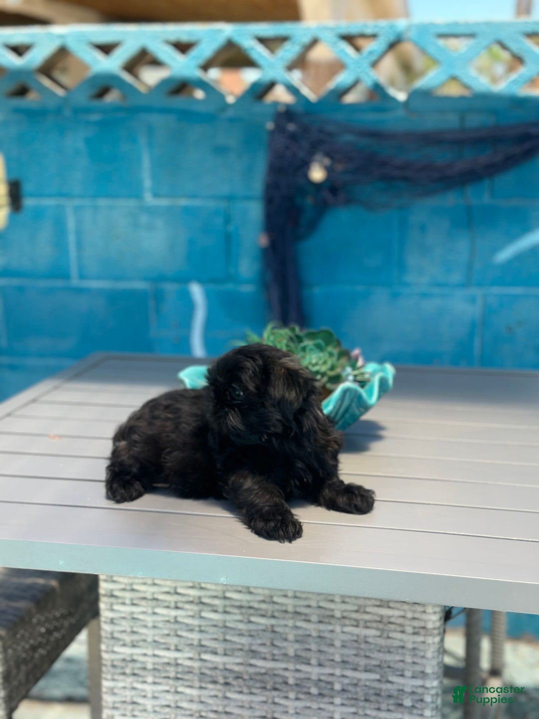 Shih Tzu dogs for sale: Sasha - Image 2
