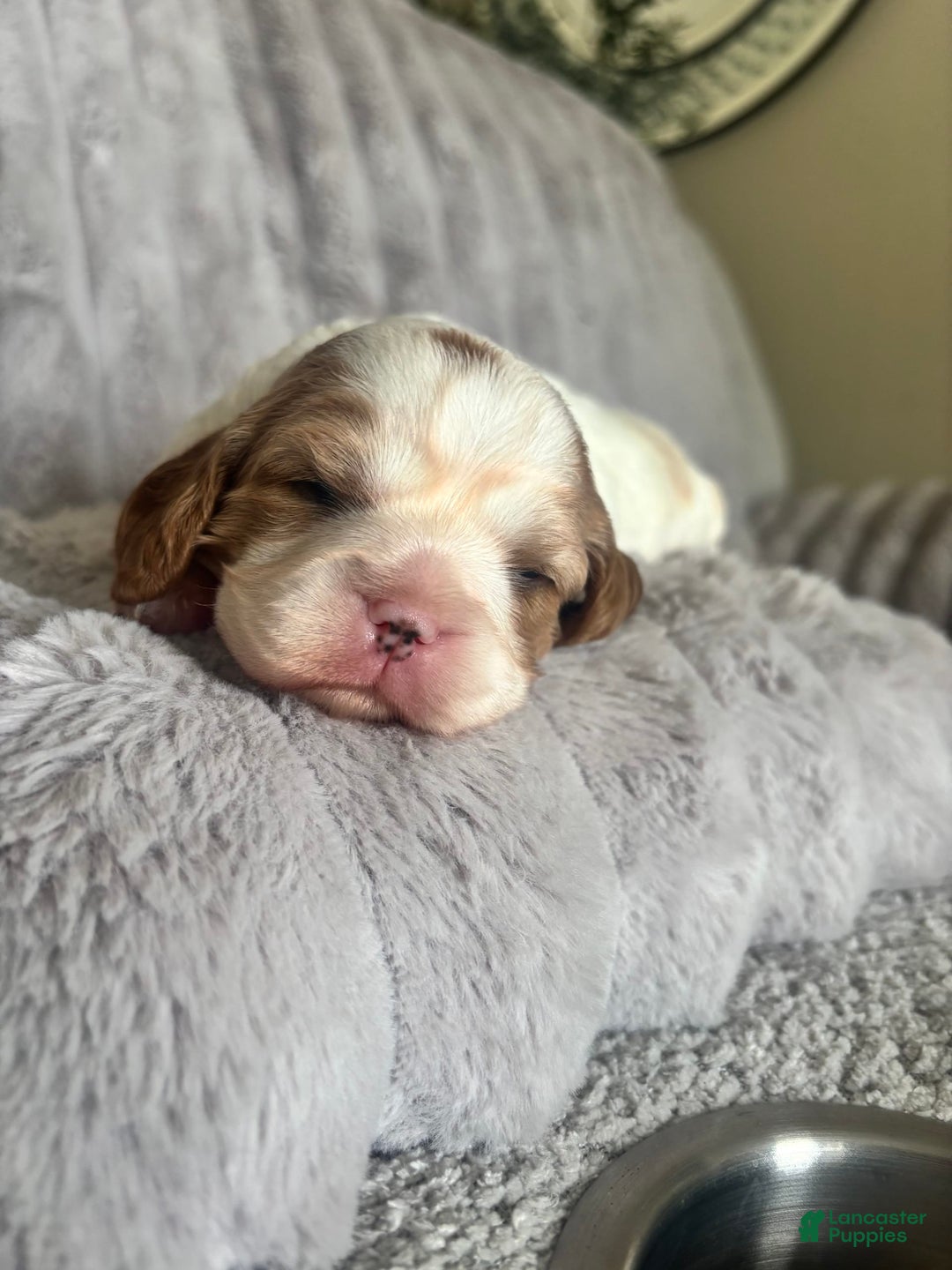 Cavalier King Charles Spaniel dogs for sale: Mila - Image 3