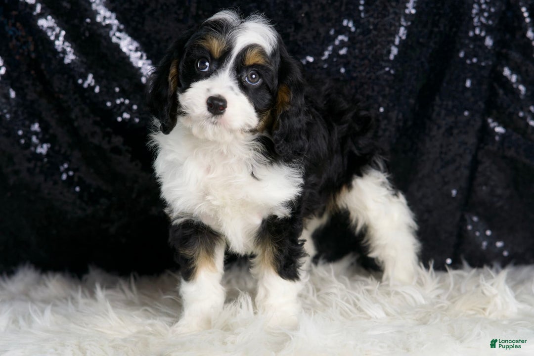 Cavapoo dogs for sale: Ash - Image 7
