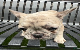 French Bulldog dogs for sale: Dior - Image 4