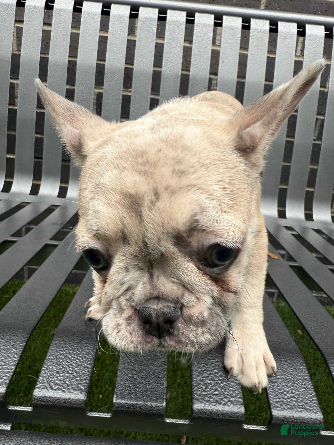 French Bulldog dogs for sale: Dior - Image 4