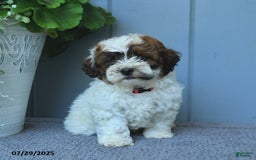 Shihpoo dogs for sale: Hudson - Image 2