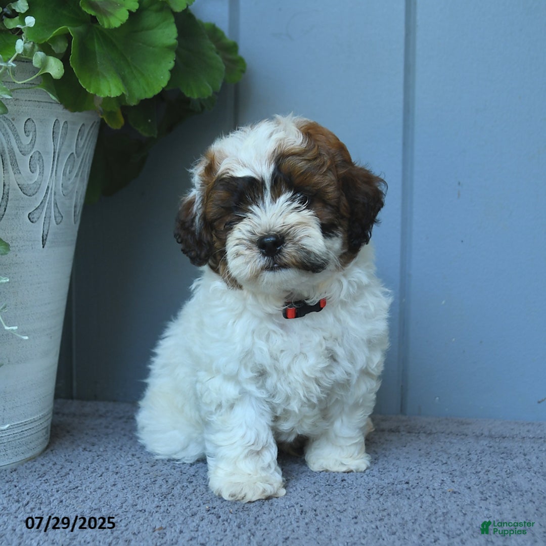 Shihpoo dogs for sale: Hudson - Image 2