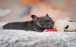 French Bulldog dogs for sale: Miles - Image 4