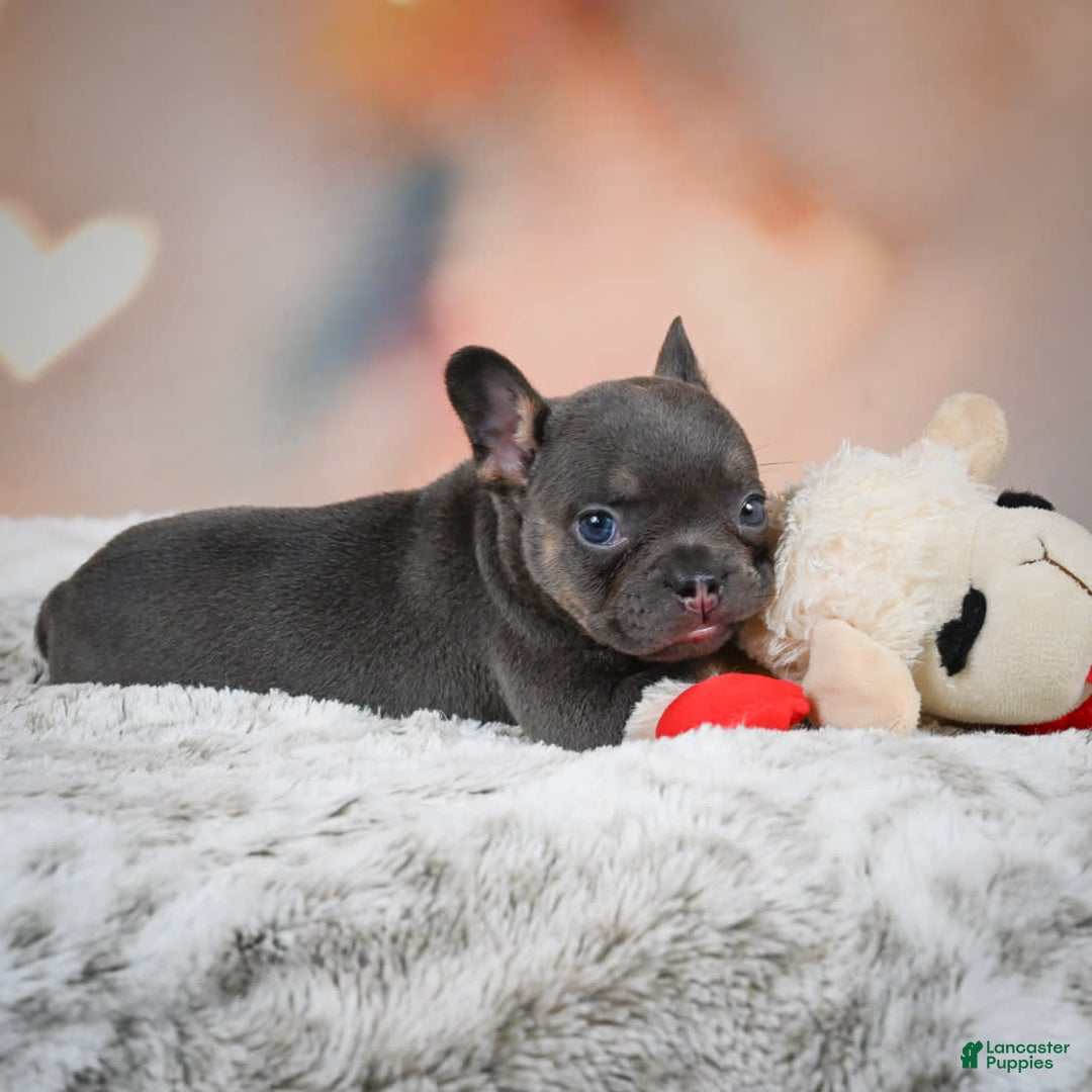 French Bulldog dogs for sale: Miles - Image 4