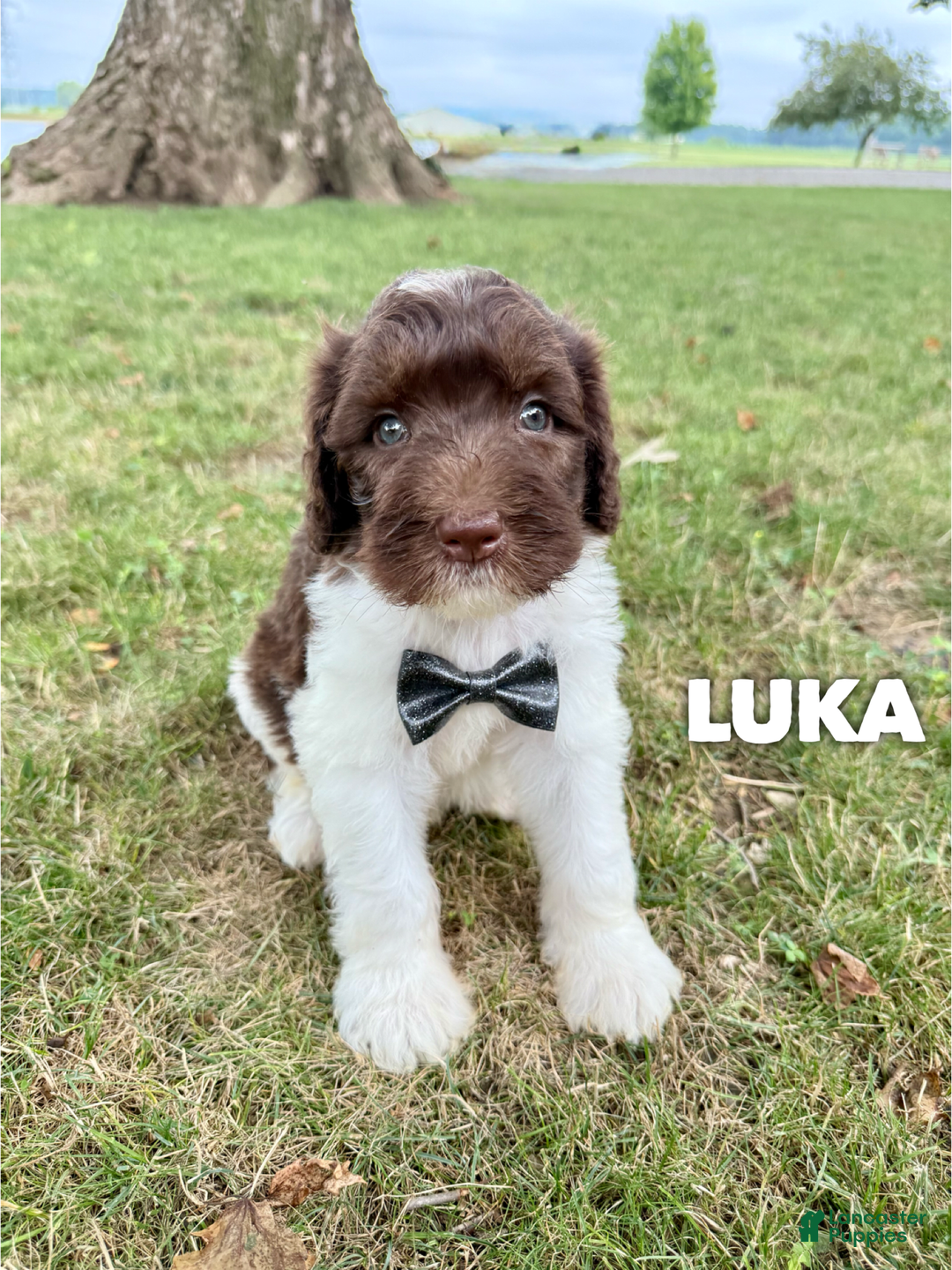 Saint Berdoodles dogs for sale: Luka- Standard F1b - Image 2