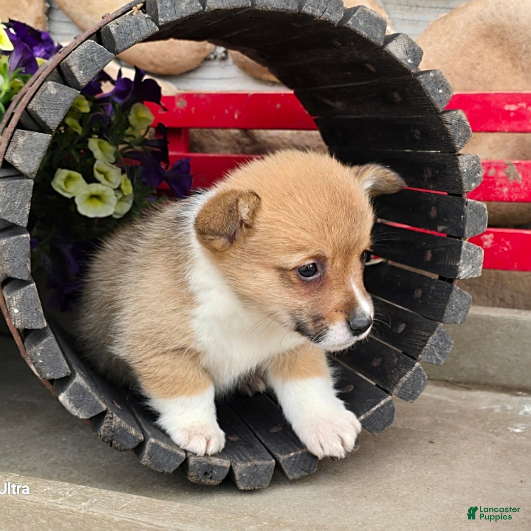 Welsh Corgi Pembroke dogs for sale: Paul - Image 6