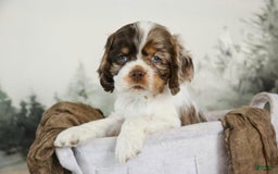 Cocker Spaniel dogs for sale: Beckham - Image 1