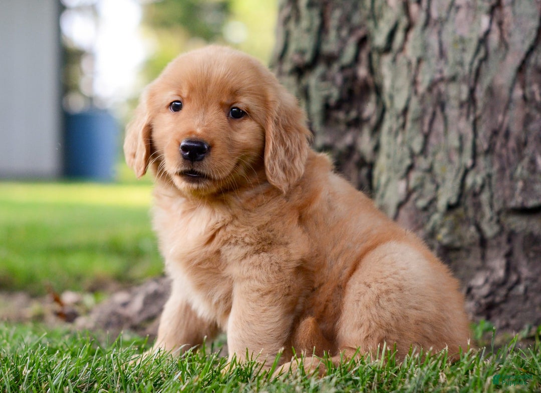 Golden Retriever dogs for sale: Jack - Image 5