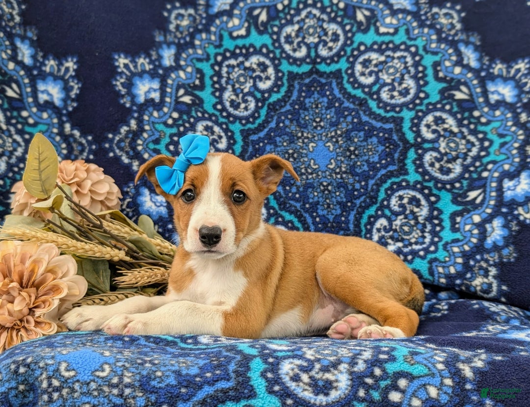 Jack Russell Terrier dogs for sale: Ladi - Image 3