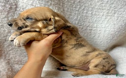 Great Dane dogs for sale: Schweppes - Image 2