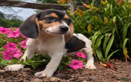 Beagle dogs for sale: Chocolate - Image 6