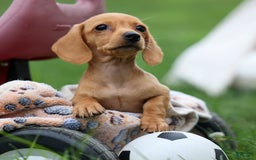 Miniature Dachshund dogs for sale: Miniature Dachshund 3 puppies - Image 22