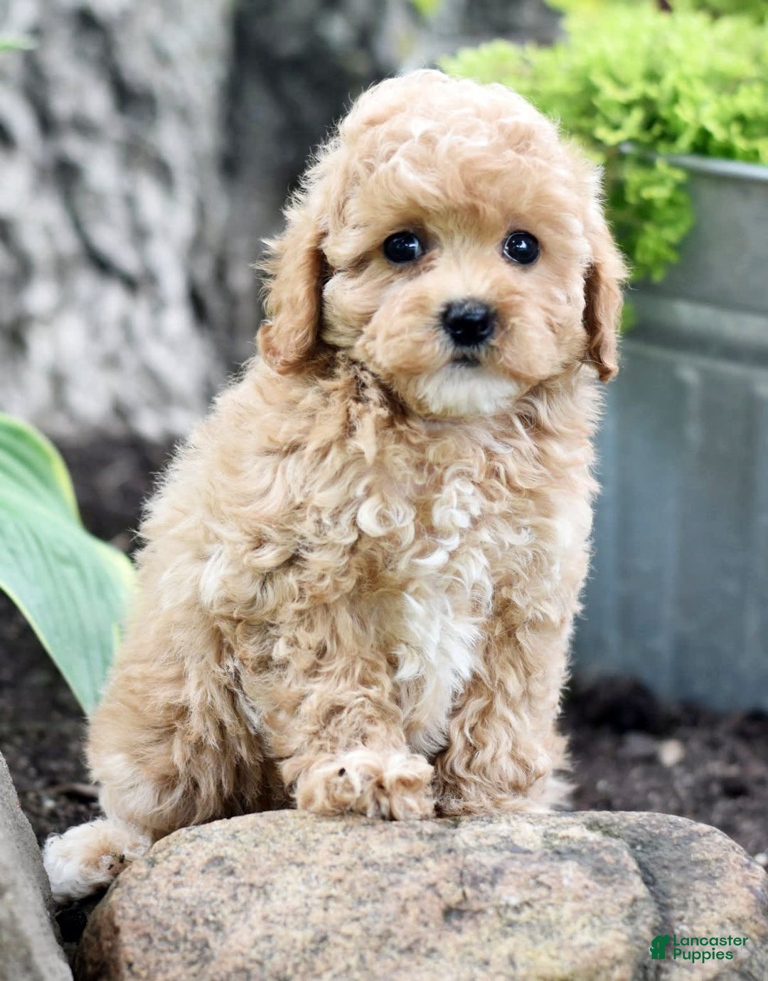Toy Poodle dogs for sale: Tinkerbell - Image 10