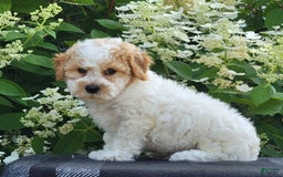 Bichpoo dogs for sale: Johnson - Image 5