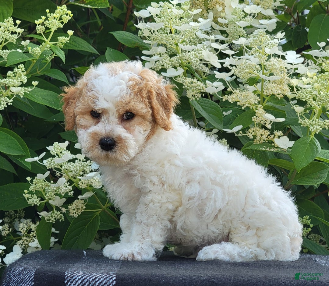 Bichpoo dogs for sale: Johnson - Image 5