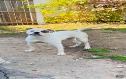 American Bulldog dogs for sale: Millie - Image 1