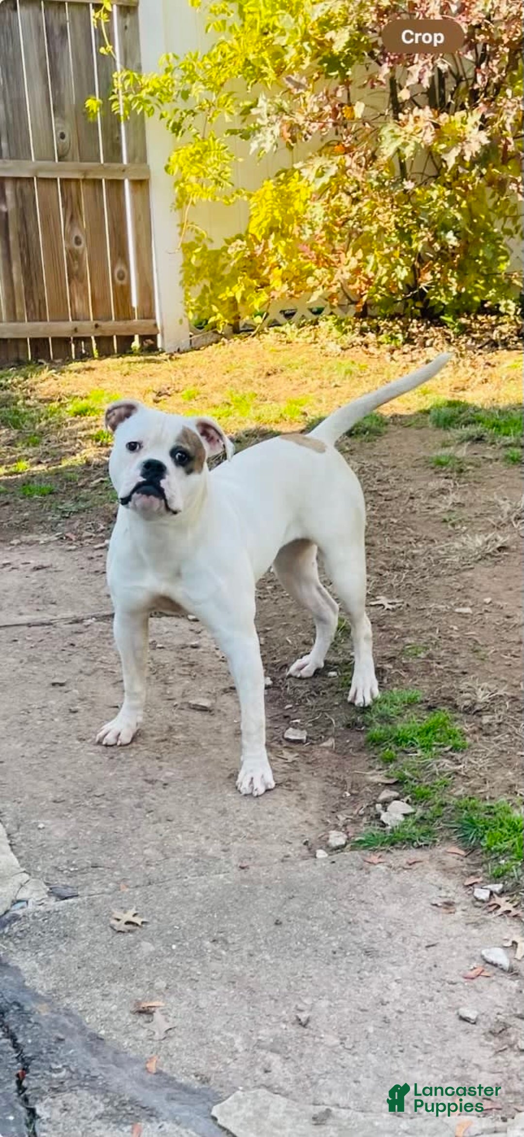 American Bulldog dogs for sale: Millie - Image 1