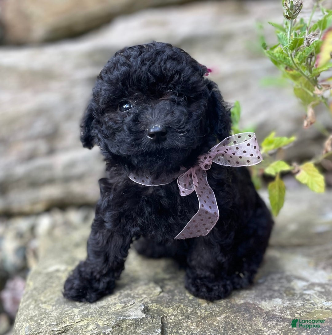 Miniature Poodle dogs for sale: Tasha - Image 2