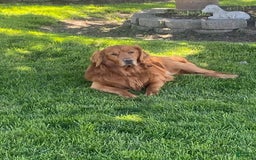 Golden Retriever dogs for sale: Miss Mint - Image 6