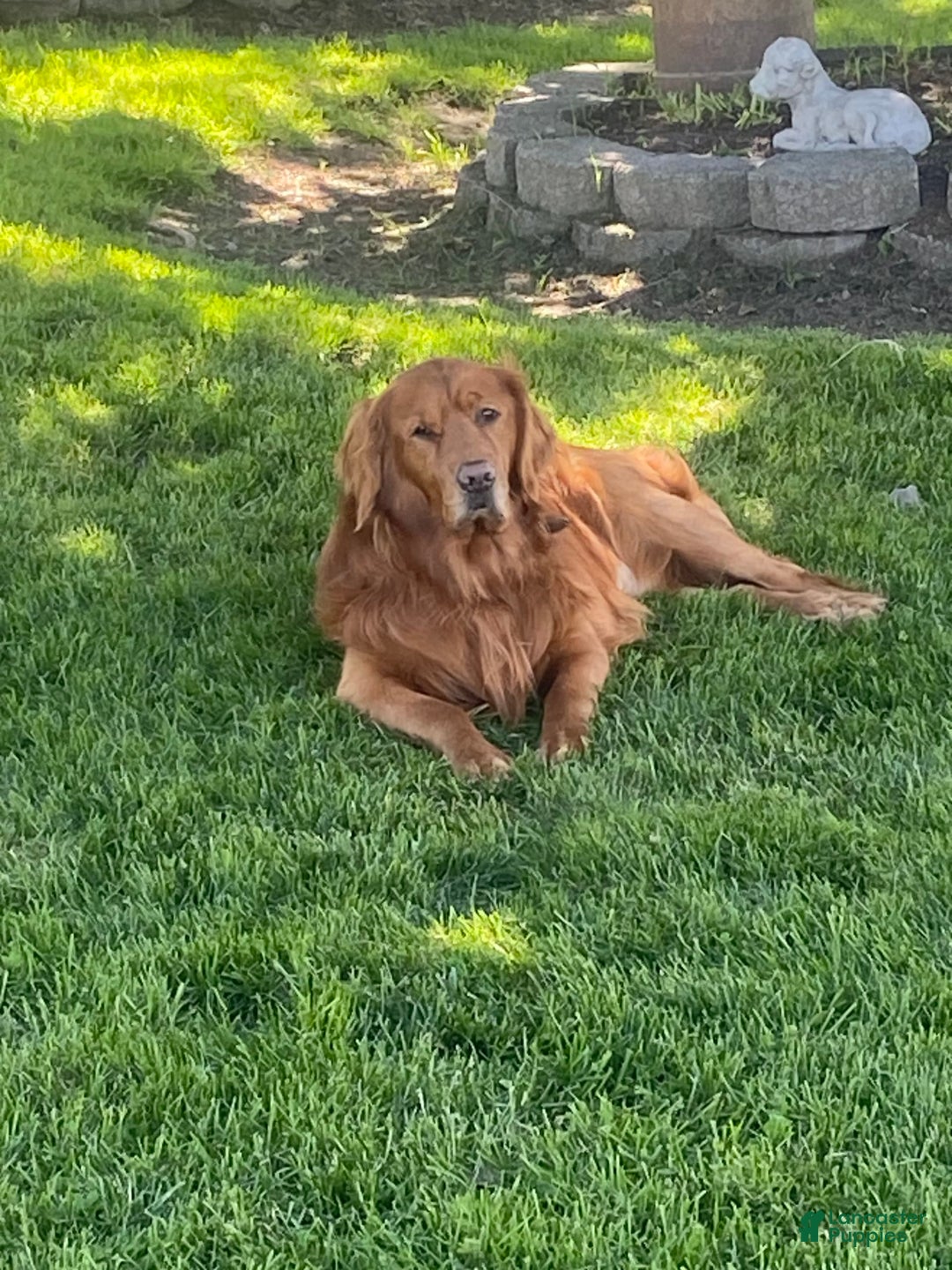 Golden Retriever dogs for sale: Miss Mint - Image 6