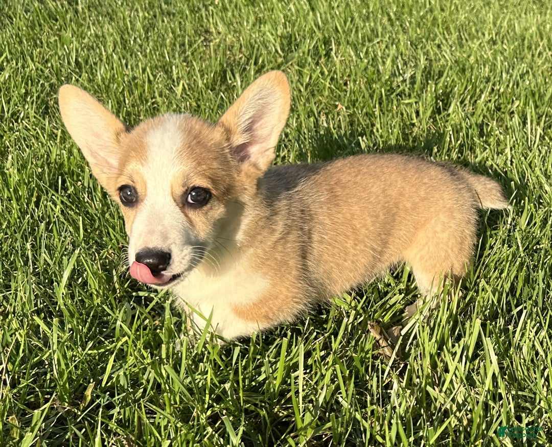 Welsh Corgi Pembroke dogs for sale: Molly - Image 16