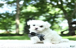 Maltese dogs for sale: Kai - Image 7