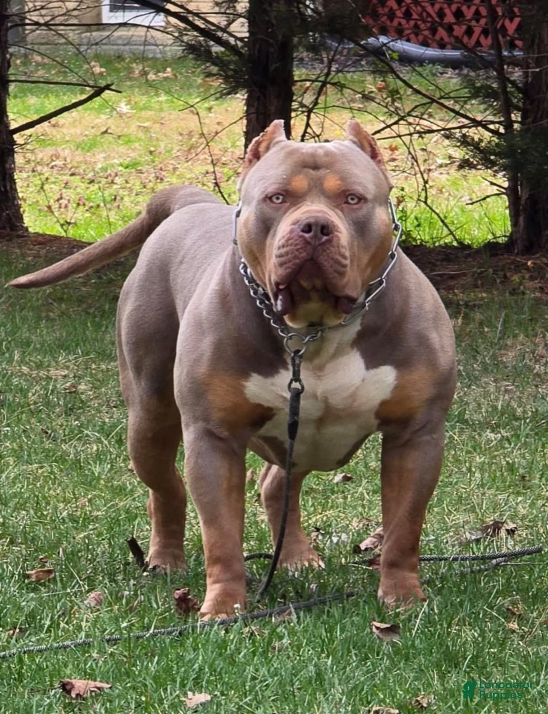 American Bully dogs for sale: Rosie red - Image 4