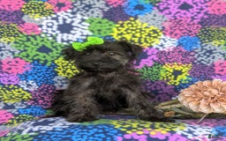Morkie dogs for sale: Zia Hypoallergenic - Image 9