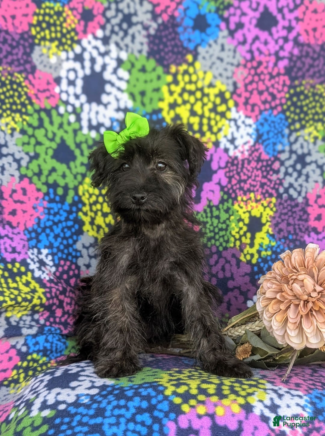 Morkie dogs for sale: Zia Hypoallergenic - Image 9