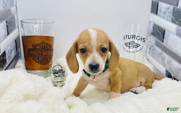 Miniature Dachshund dogs for sale: Jesse - Image 7