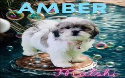 Malshi dogs for sale: Amber - Image 5