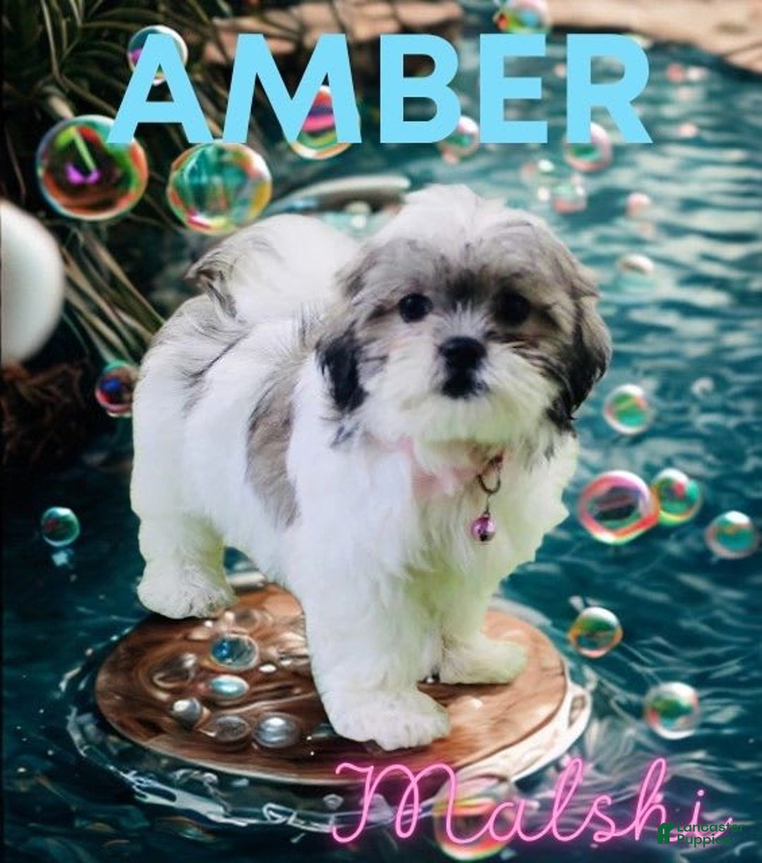 Malshi dogs for sale: Amber - Image 5