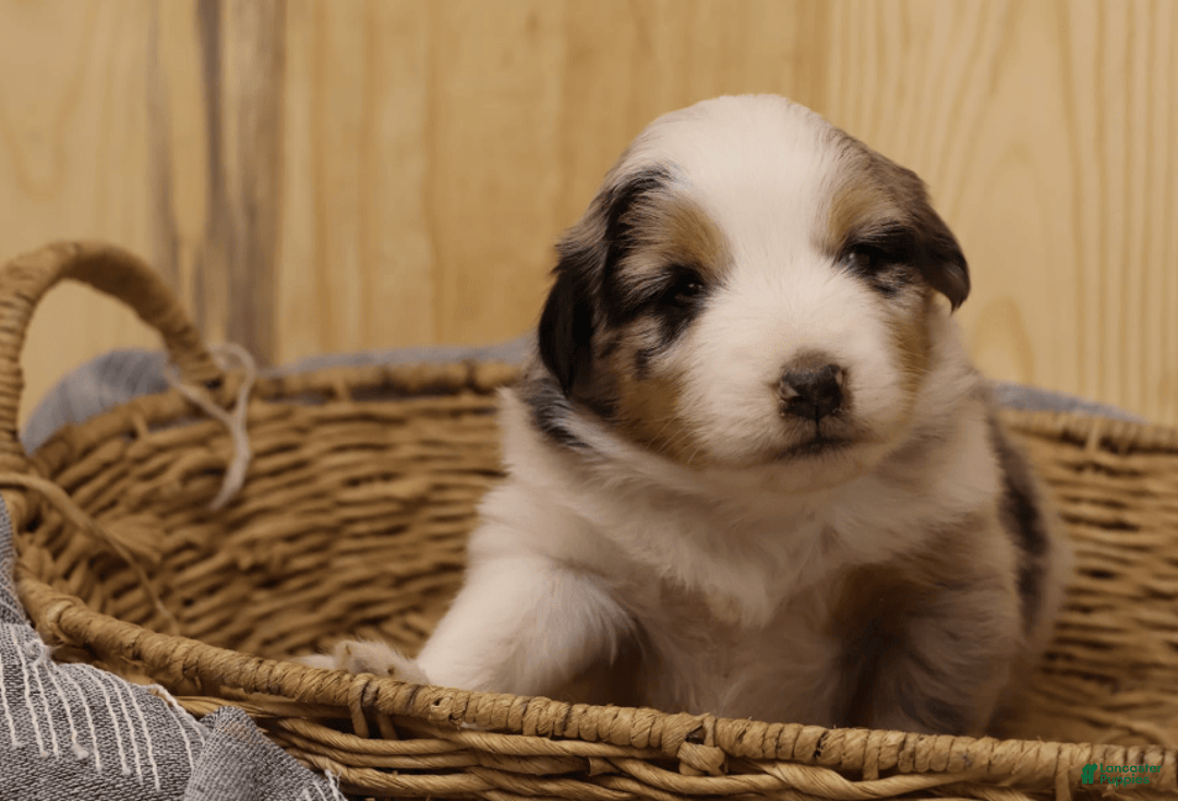 Miniature Australian Shepherd dogs for sale: Washington - Image 20