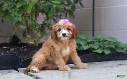 Cavapoo dogs for sale: Lily - Image 5